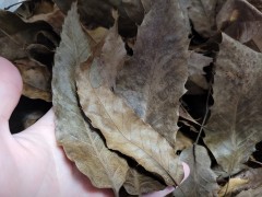 참나무 낙엽