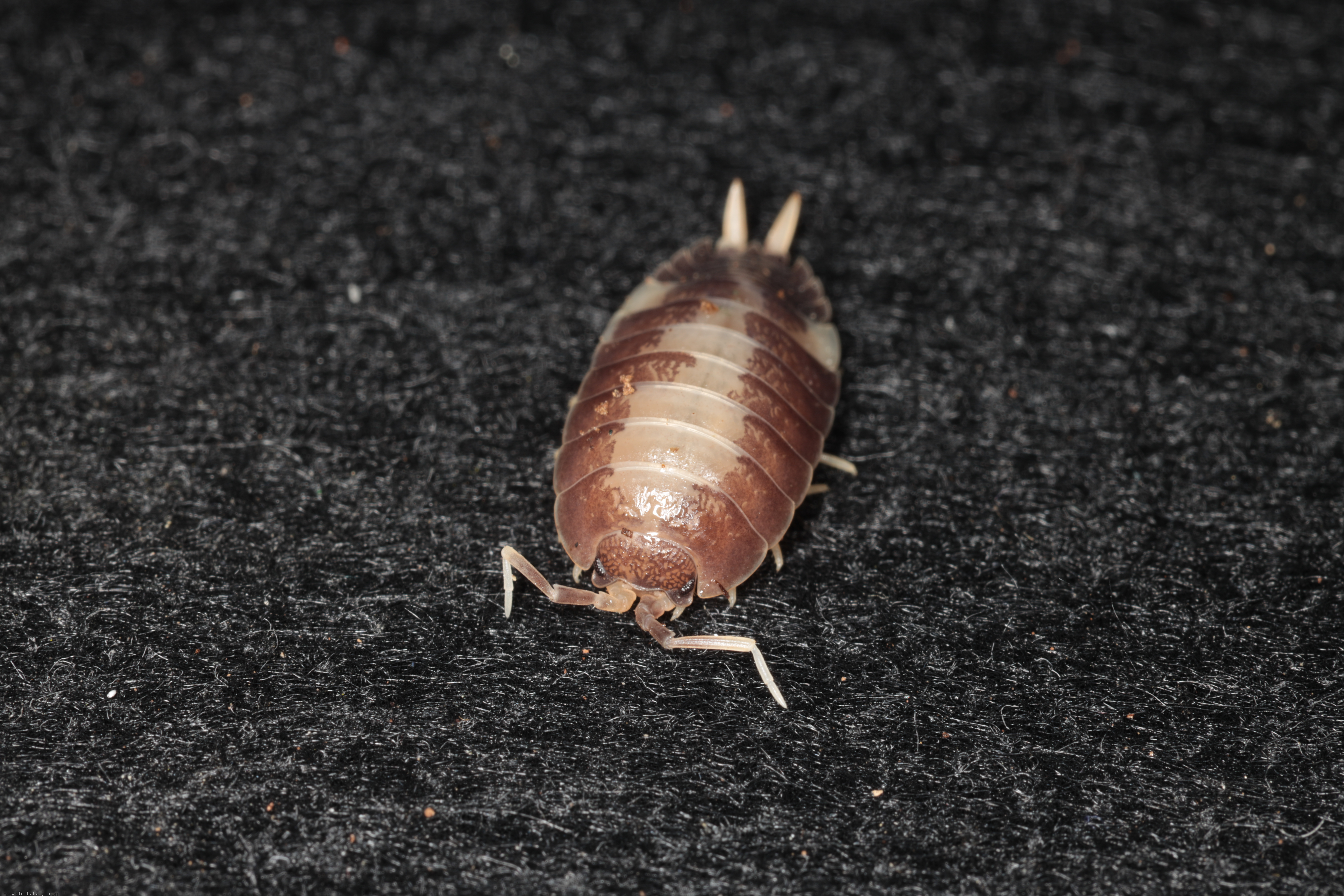 양쥐며느리 랜덤모프 5마리 (﻿porcellio laevis﻿)