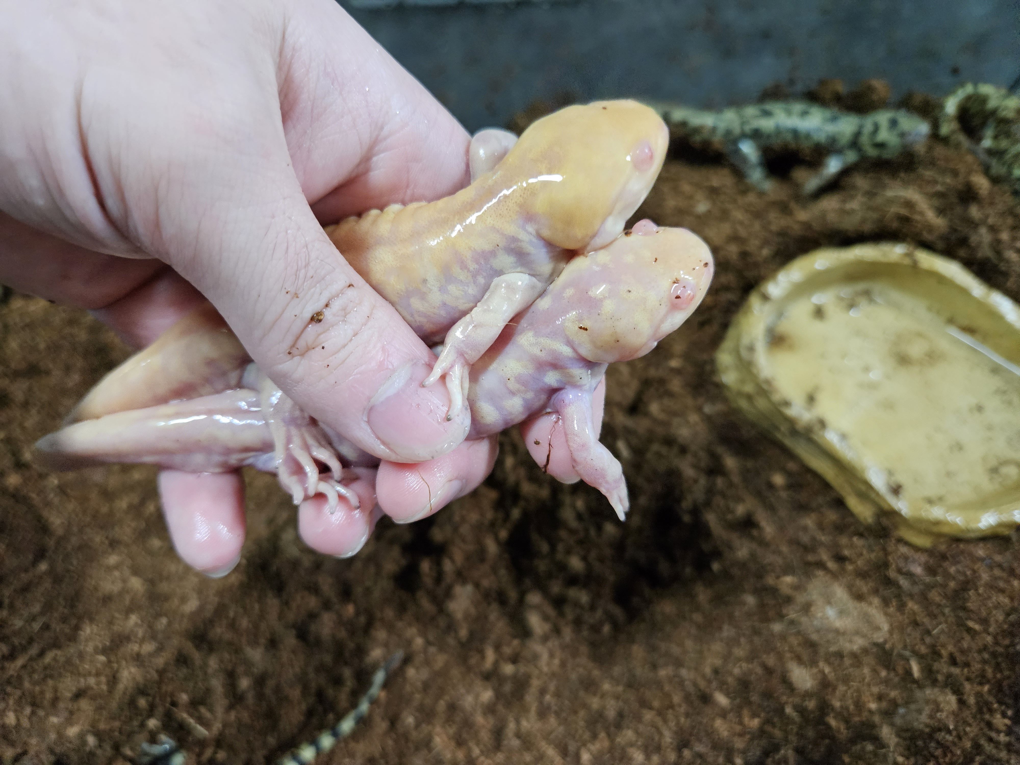 알비노 타이거살라만다 (성체 한쌍)