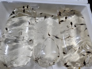 화이트트리프록 올챙이 (블루폼)/진로개구리 올챙이