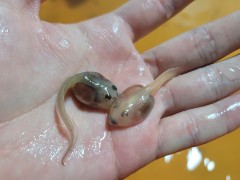 민트 / 알비노 패턴리스 팩맨 올챙이