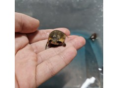 모잠비크 레인프록
