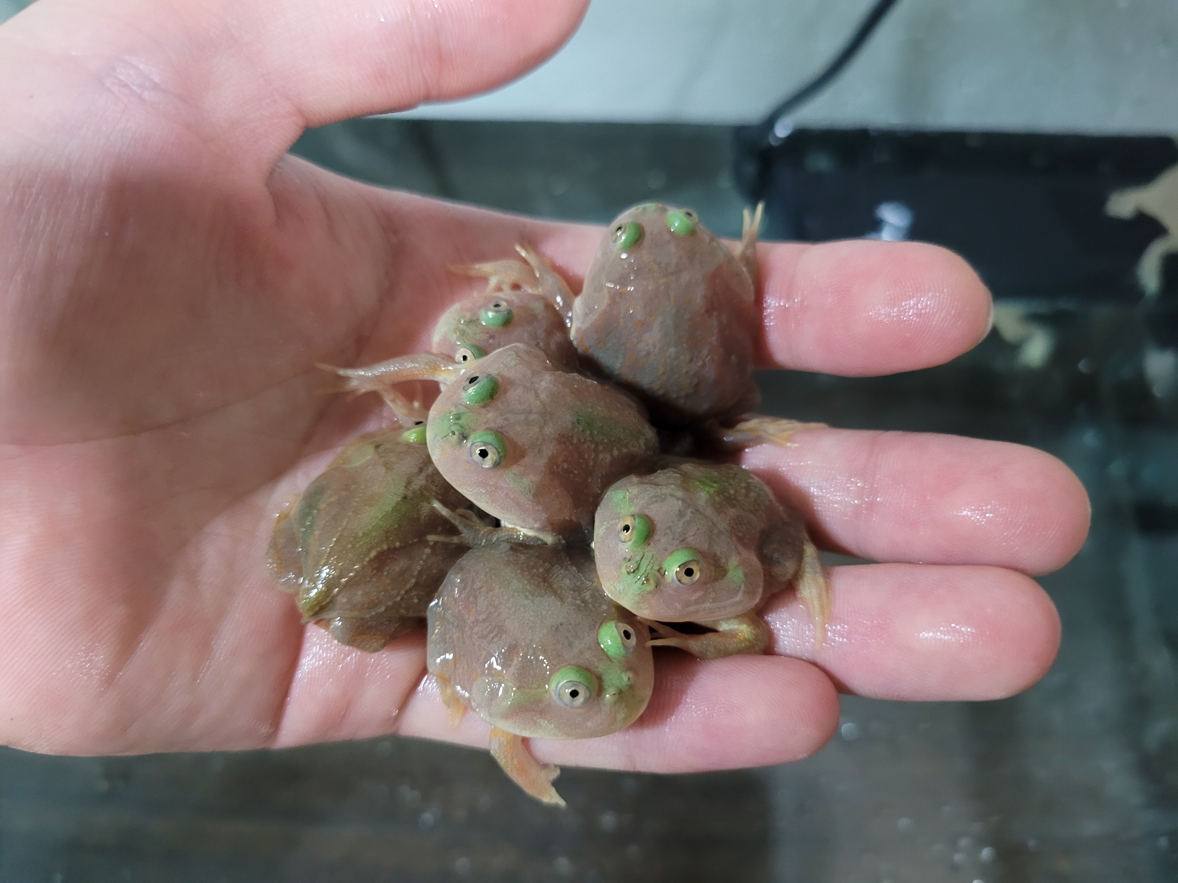 버젯프록 아성체