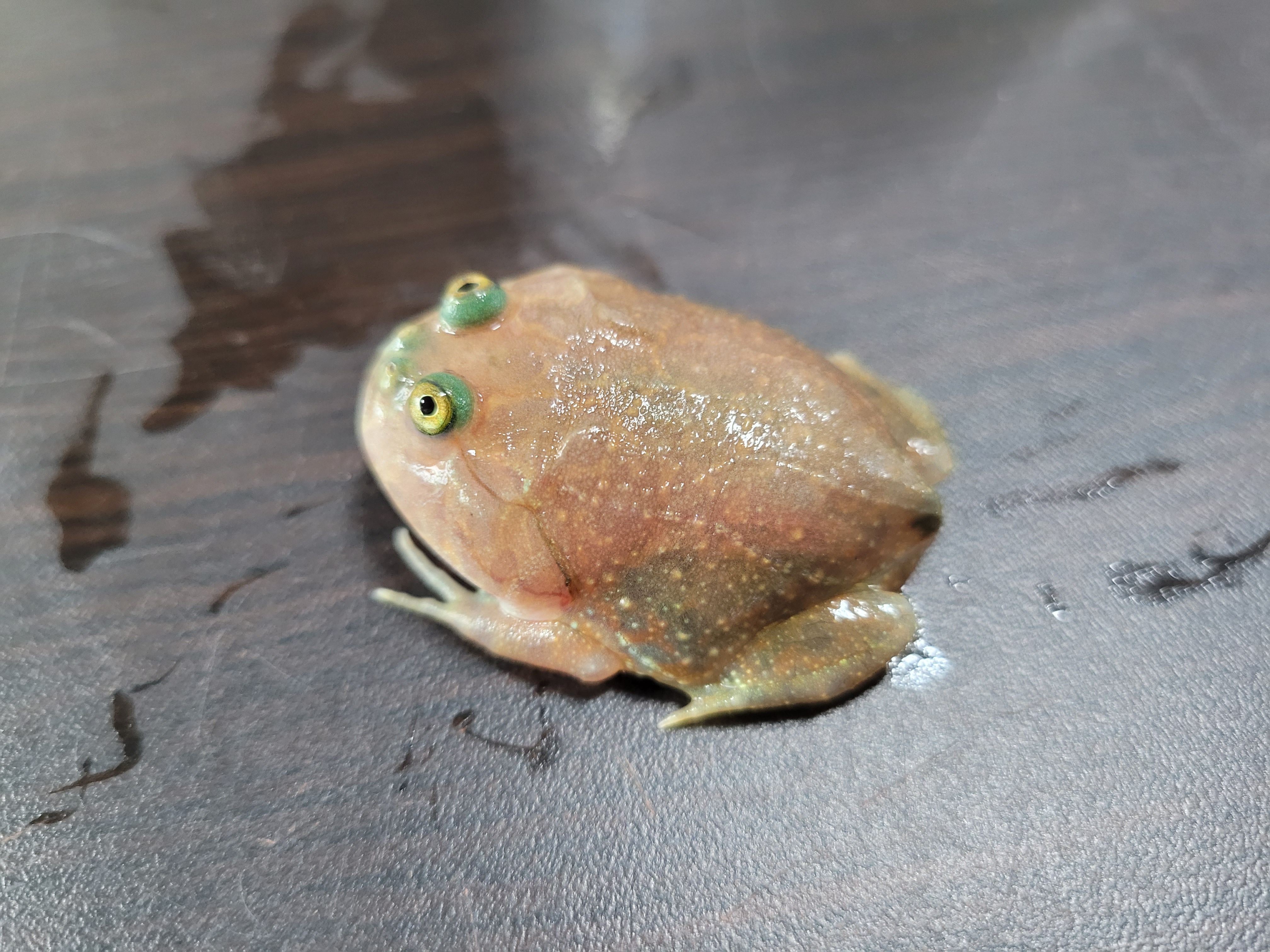 버젯프록 아성체