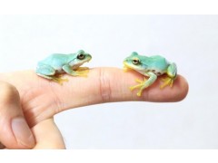 산청개구리 KRCB