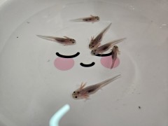 우파루파 블랙 (아홀로틀 )