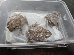 화이트트리프록 슈퍼스노우 플레이크 블루아이 성체초기