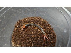 [지네] 레드 플레임렉 자이언트 센티패드 아성체 소 (미얀마산지)