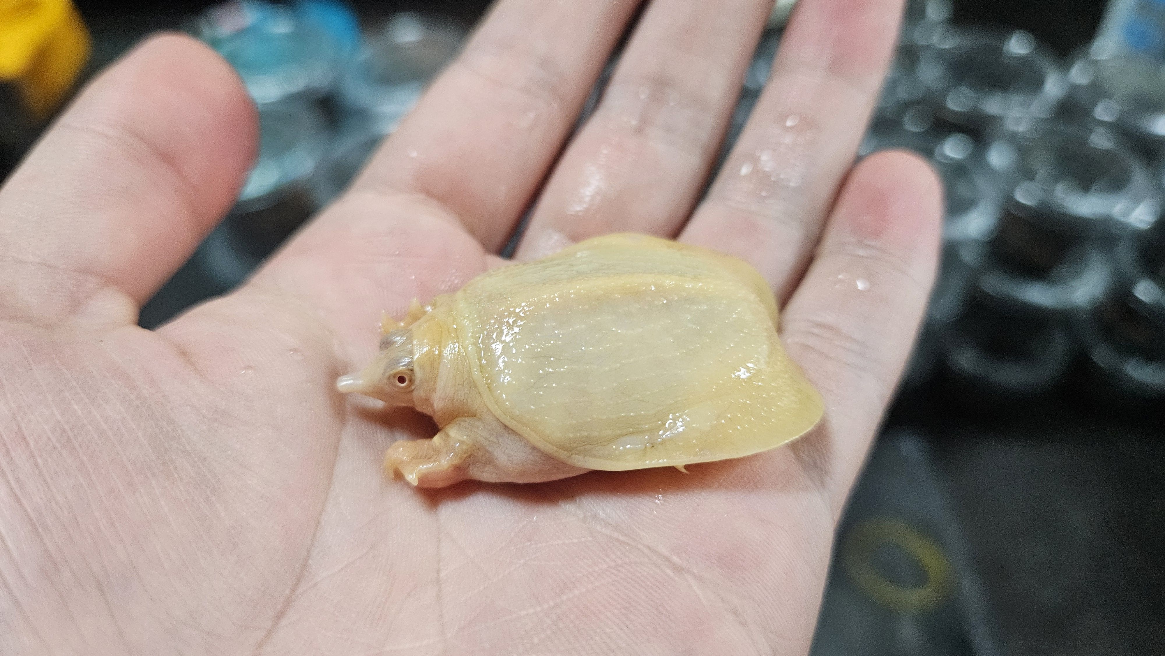 황금자라 (알비노자라)