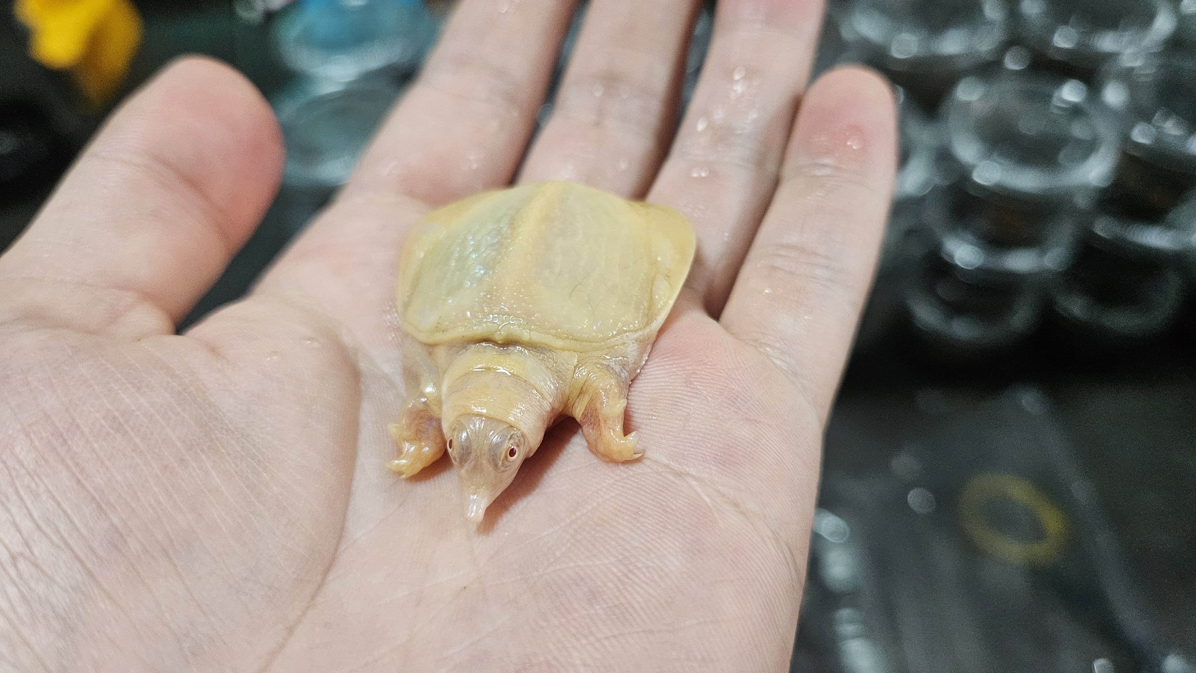 황금자라 (알비노자라)