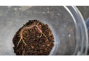 [지네]트라이컬러 로부스타 다크폼 (앰버)