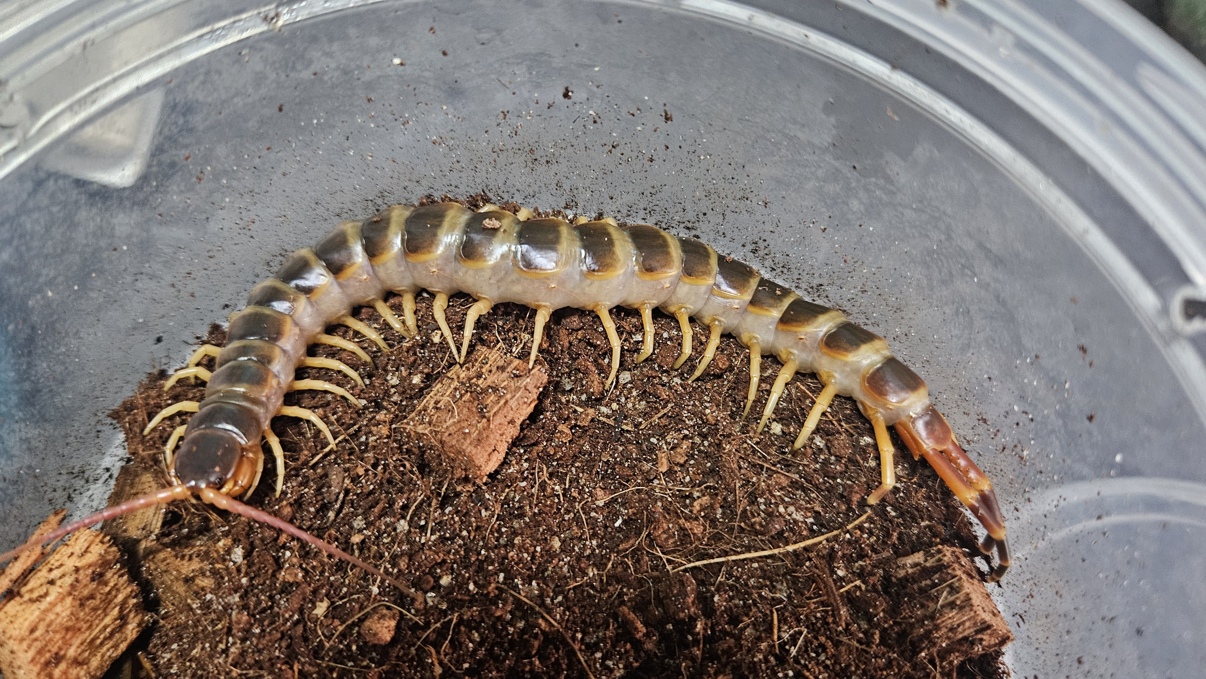 [지네]골드 기간티아 15cm +-급