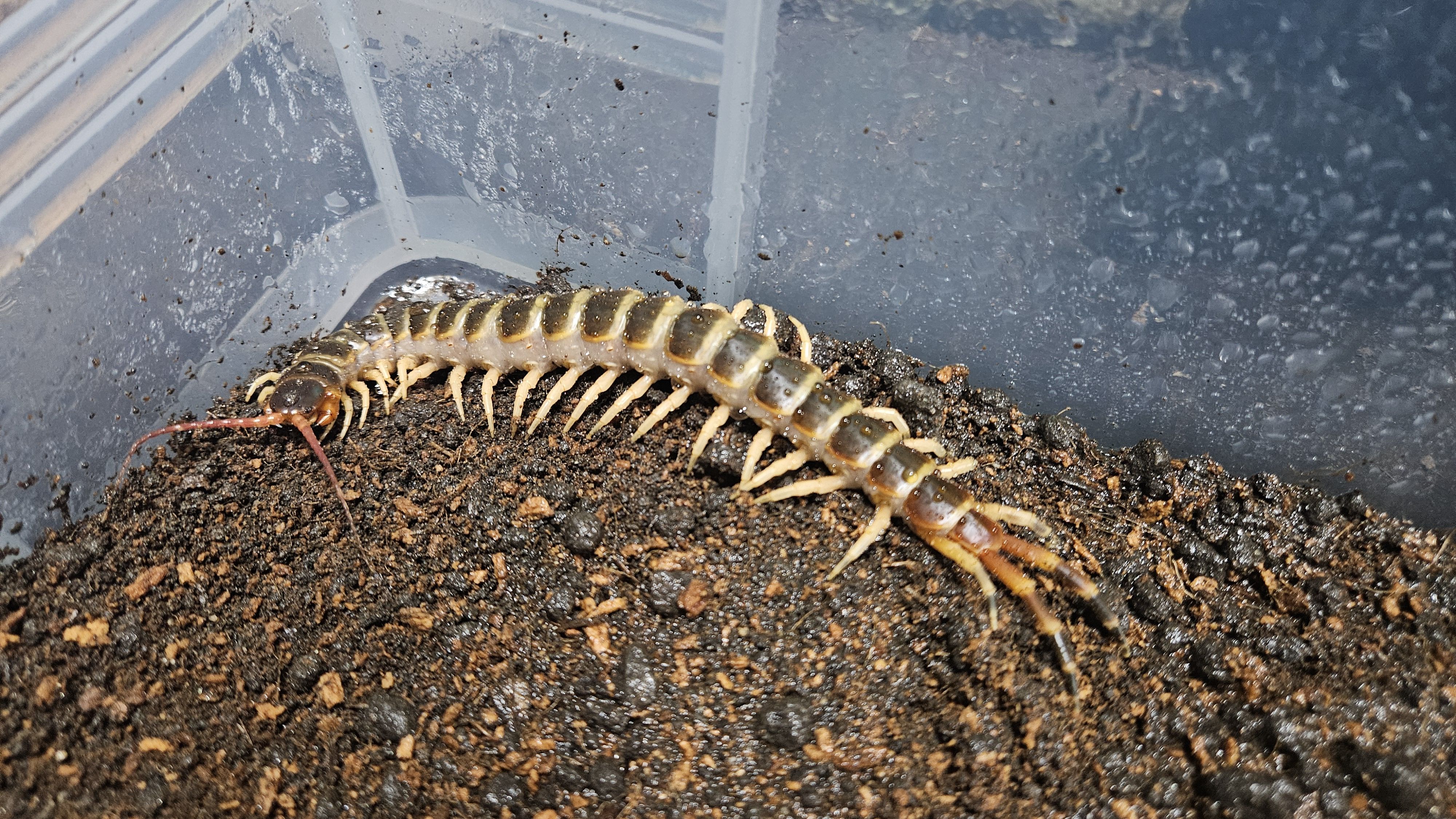[지네]골드 기간티아 15cm +-급