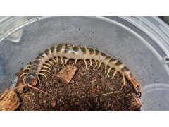 [지네]골드 기간티아 15cm +-급