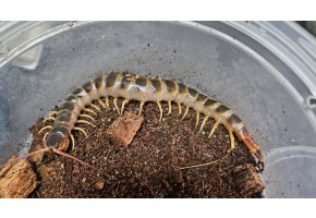 [지네]골드 기간티아 15cm +-급