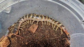 [지네]골드 기간티아 15cm +-급