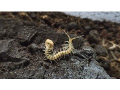 [지네]케냐 블루렉 유체