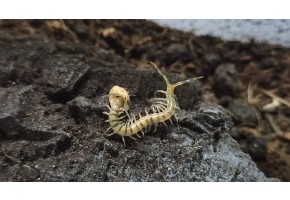 [지네]케냐 블루렉 유체